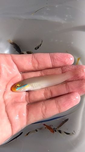 ハゼの釣果