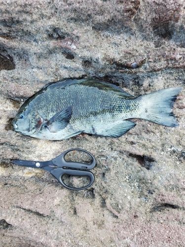 メジナの釣果