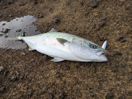 イナダの釣果