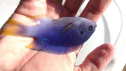 ハゼの釣果