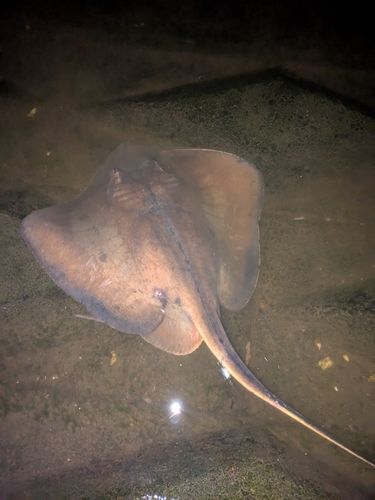 アカエイの釣果