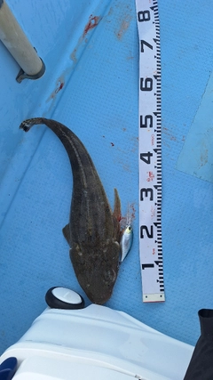 マゴチの釣果