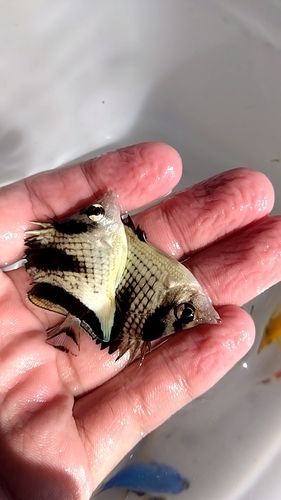 チョウチョウウオの釣果