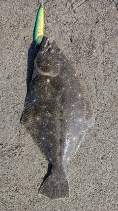 ヒラメの釣果