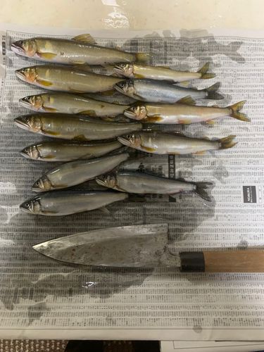 イトヨリダイの釣果
