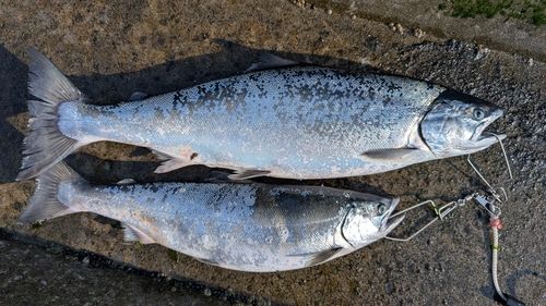 サクラマスの釣果