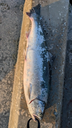 サクラマスの釣果