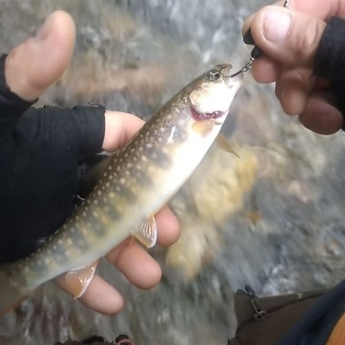 イワナの釣果