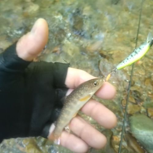 イワナの釣果