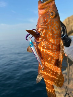 キジハタの釣果