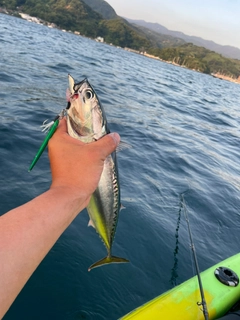 マルソウダの釣果
