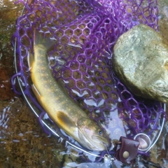 イワナの釣果