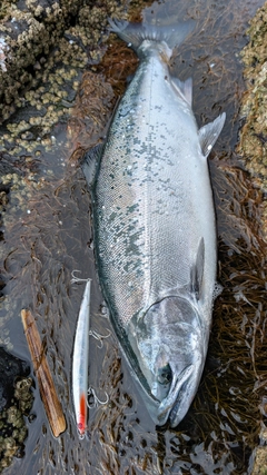 サクラマスの釣果
