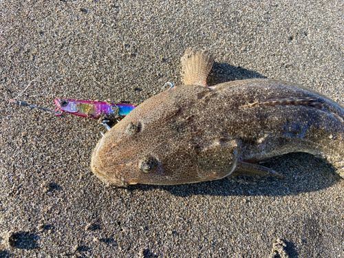 マゴチの釣果