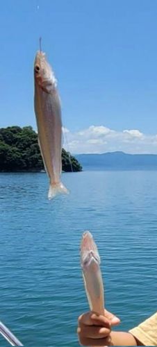 キスの釣果