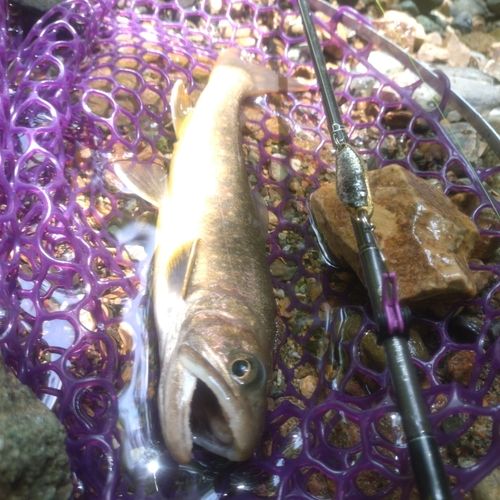 イワナの釣果