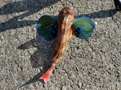 ホウボウの釣果