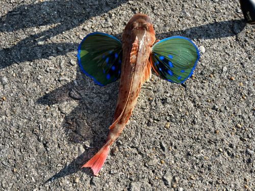 ホウボウの釣果