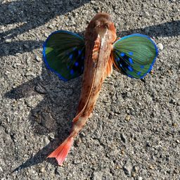 ホウボウ