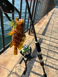 キジハタの釣果