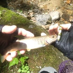 イワナの釣果