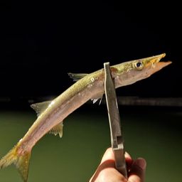 カマス