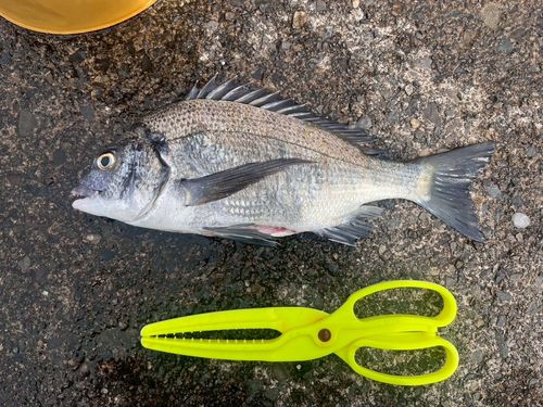 クロダイの釣果
