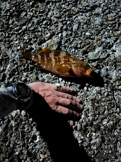 アコウの釣果