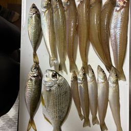 シロギス