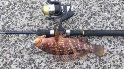 キジハタの釣果