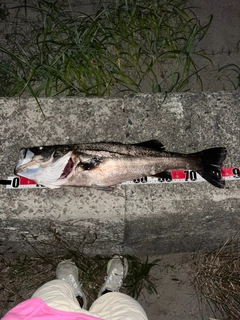 スズキの釣果