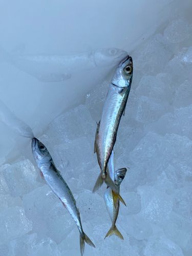 サバの釣果