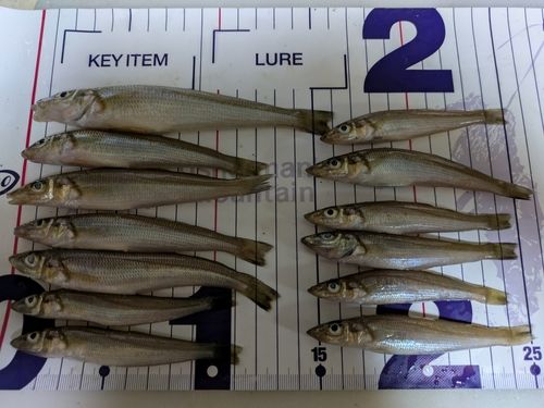 シロギスの釣果