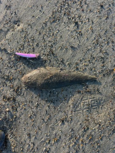 シタビラメの釣果