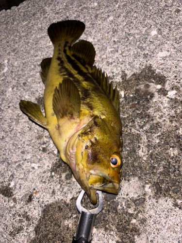 シマゾイの釣果