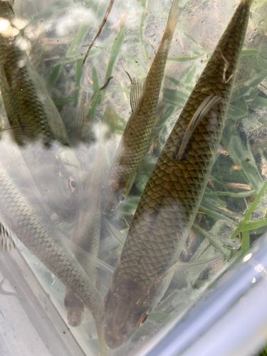 オイカワの釣果