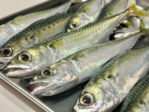 サバの釣果