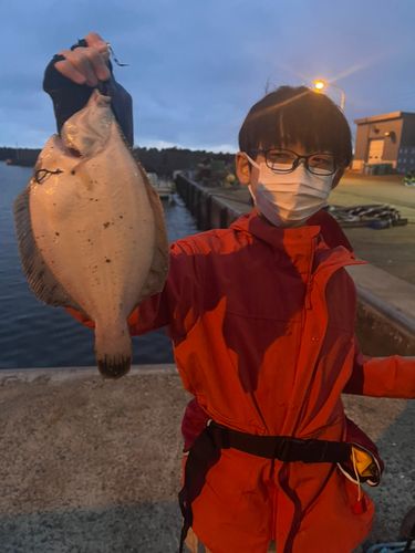 クロガシラガレイの釣果