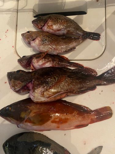 アカハタの釣果