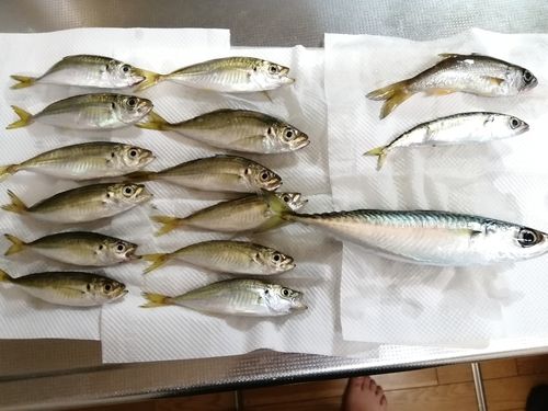アジの釣果