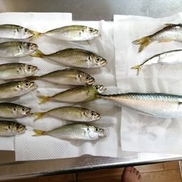 アジ