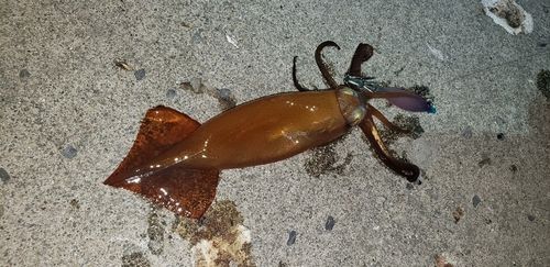 スルメイカの釣果