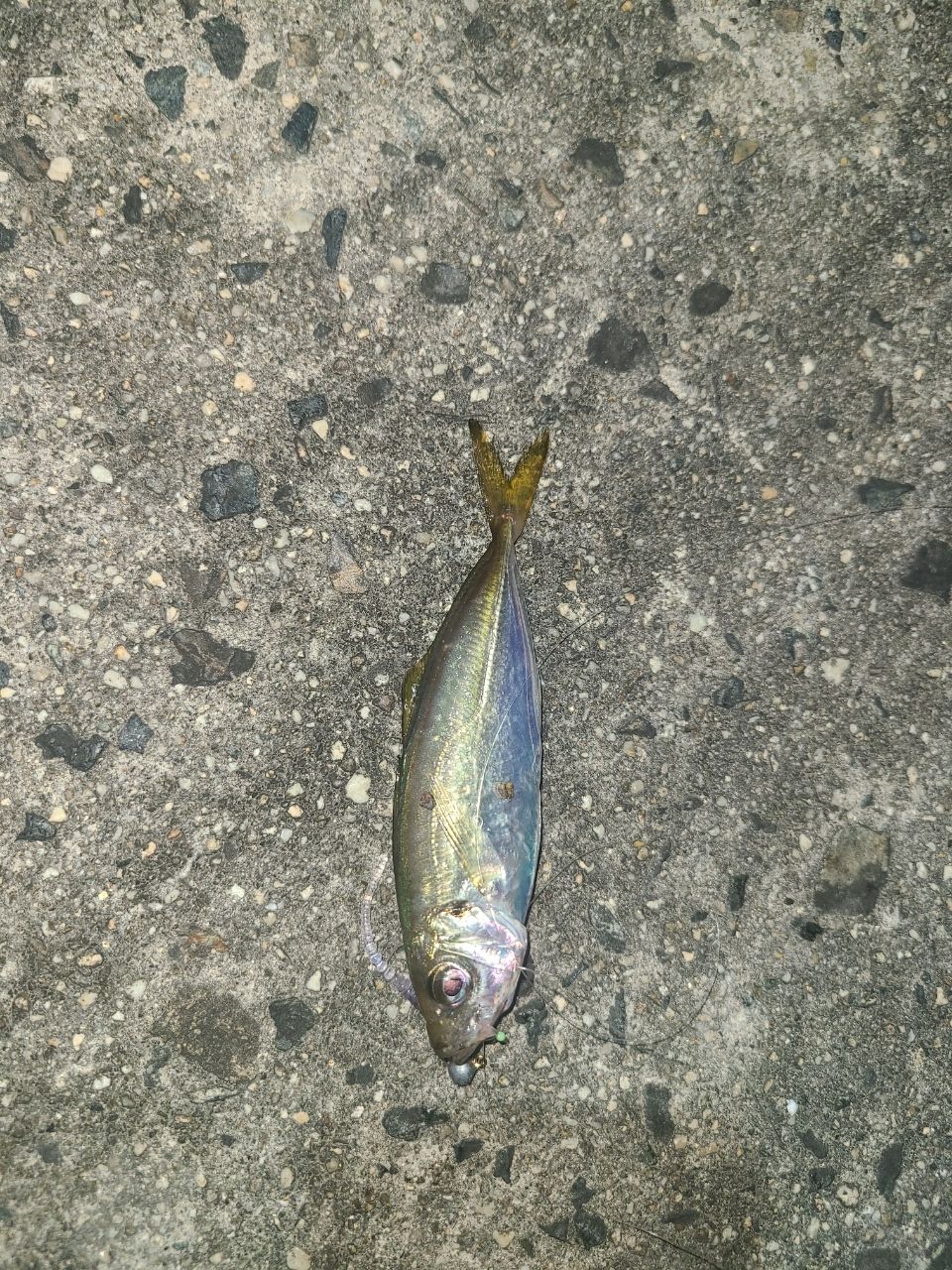 アジ