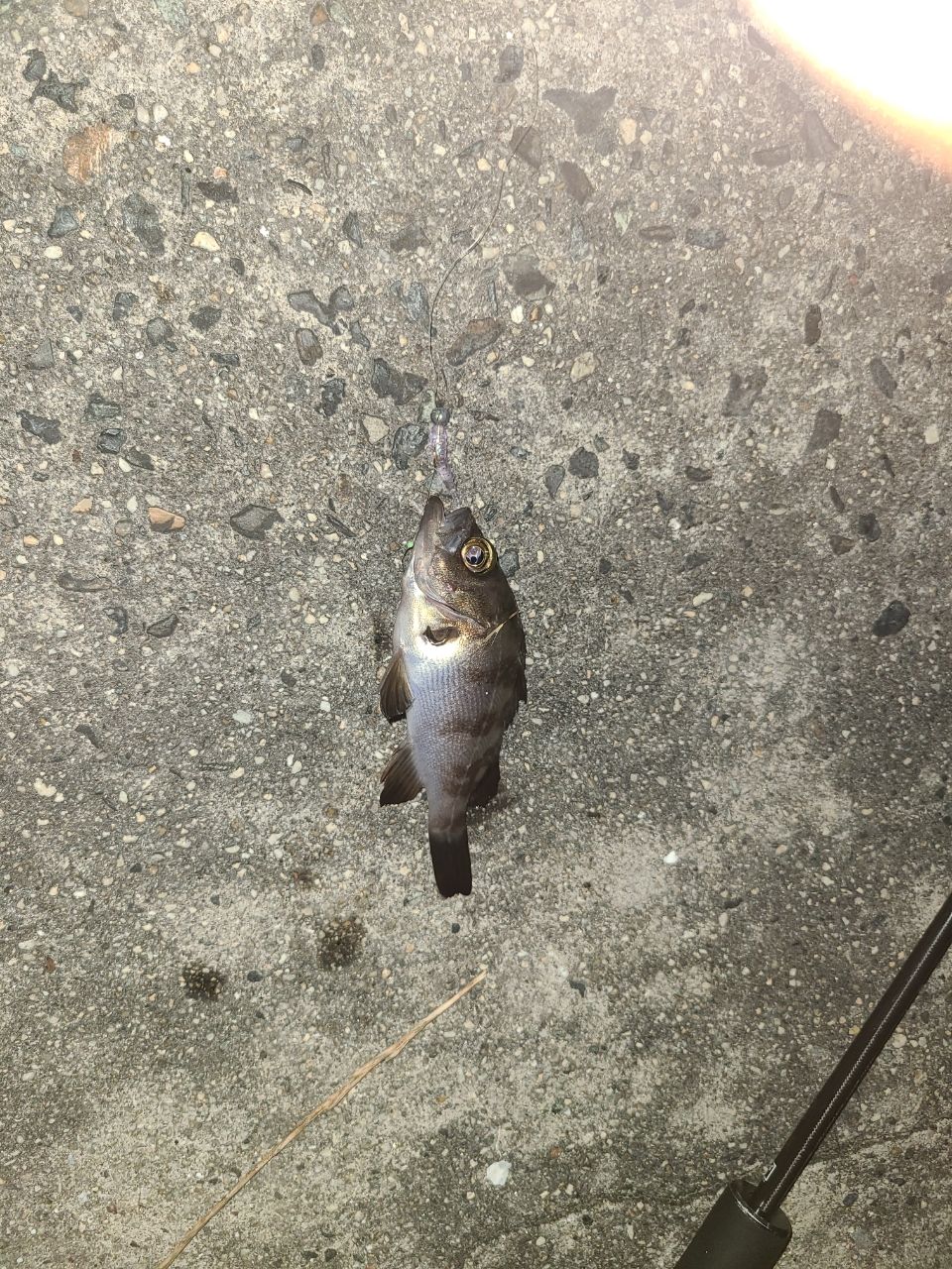 アジ