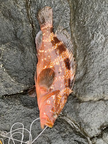 キジハタの釣果