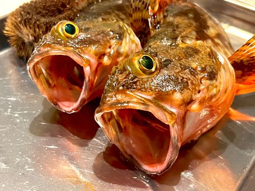 カサゴの釣果