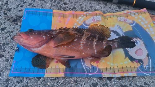 キジハタの釣果