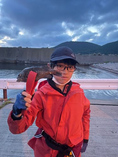 エゾメバルの釣果