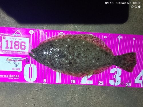 ヒラメの釣果
