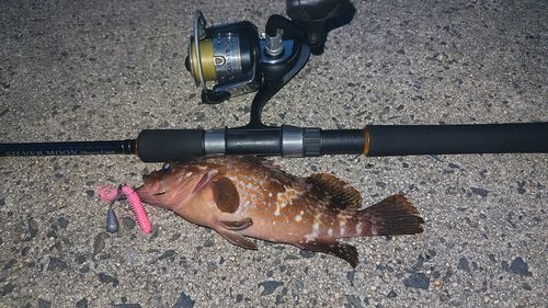 キジハタの釣果